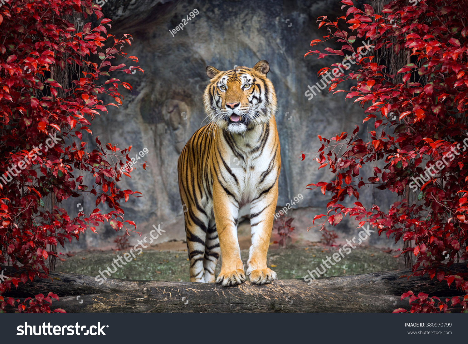 Тигр в красном лесу