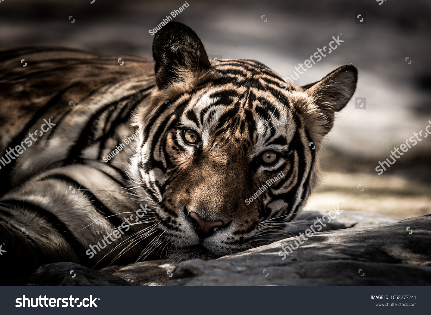 Тигр в темных тонах