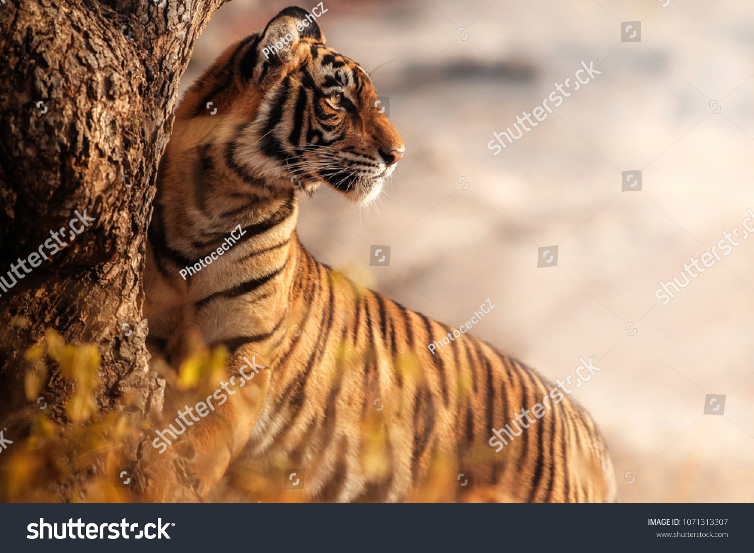 Тигр на солнце