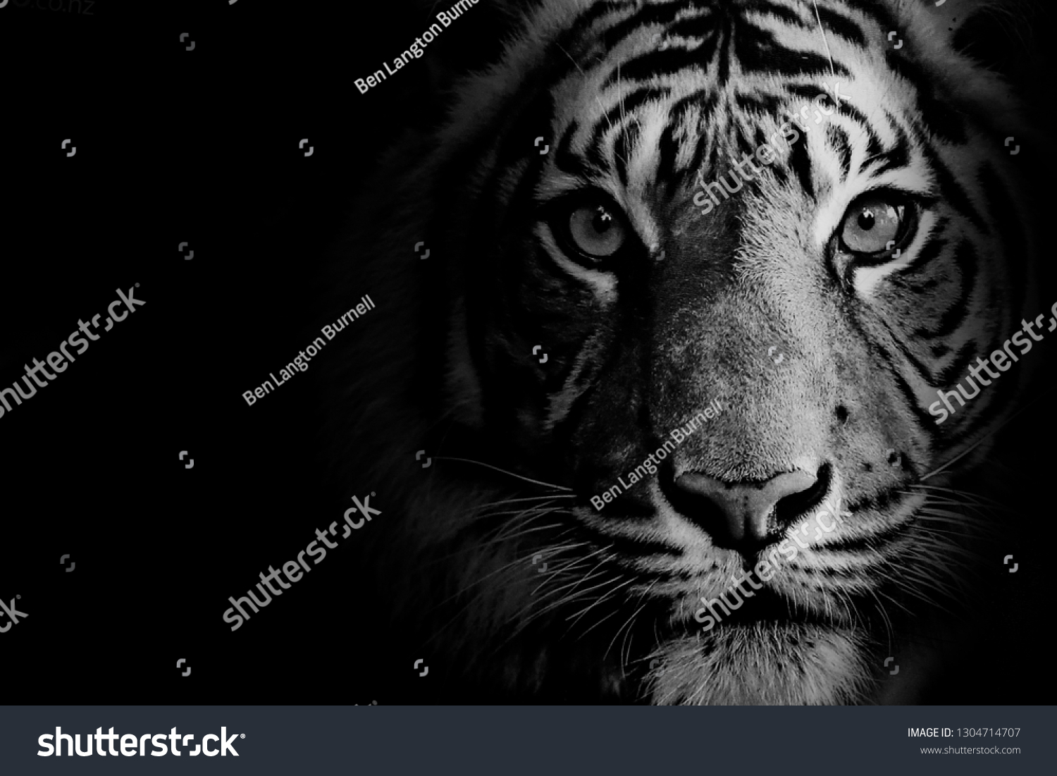 Тигр выглядывает из темноты