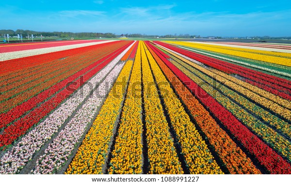 Разноцветные тюльпановые поля