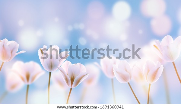 Нежные розовые тюльпаны