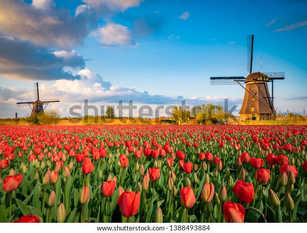Тюльпаны и ветряные мельницы