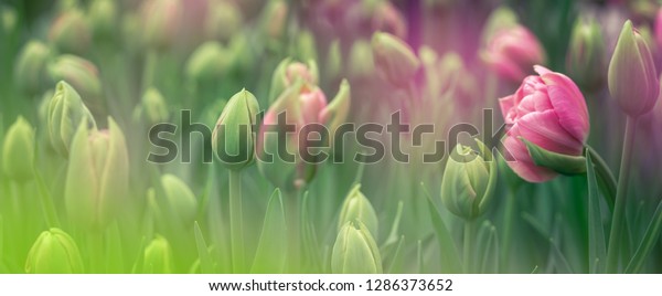 Розовые и зеленые тюльпаны