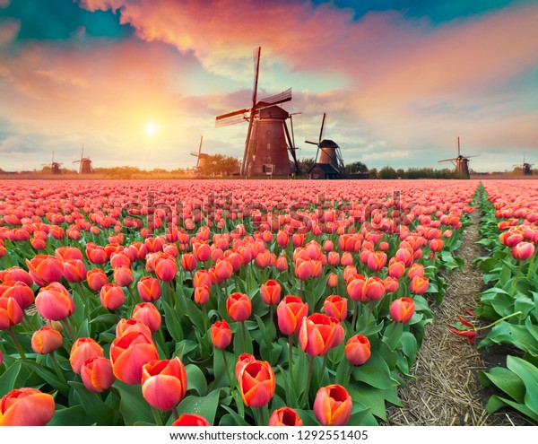 Красные тюльпаны в Голландии