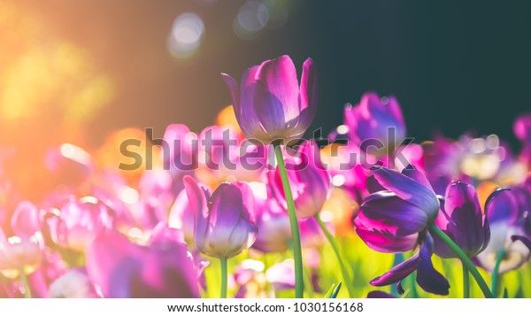 Фиолетовые тюльпаны на солнце