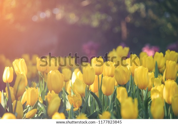 Желтые тюльпаны на солнце