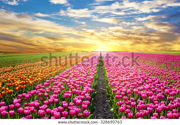 Ровные поля тюльпанов