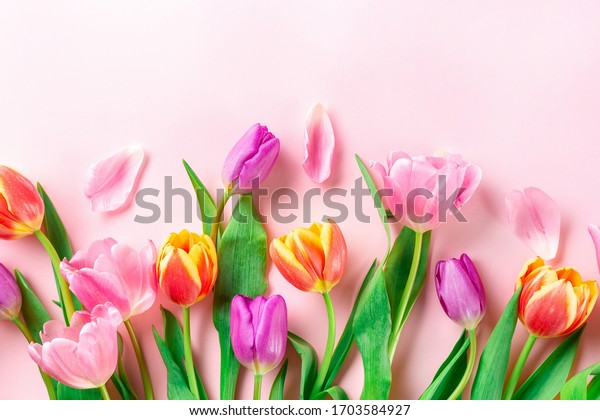 Красивые тюльпаны на розовом фоне