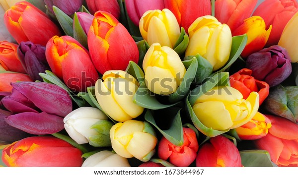 Много разноцветных тюльпанов