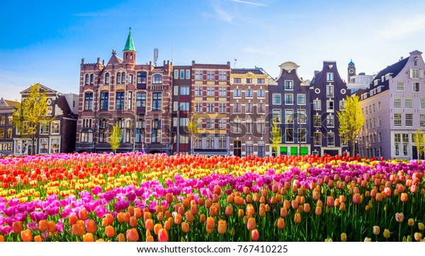 Тюльпаны на фоне красивых домов