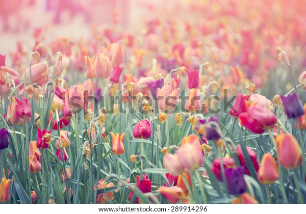 Красивые тюльпаны в лучах солнца