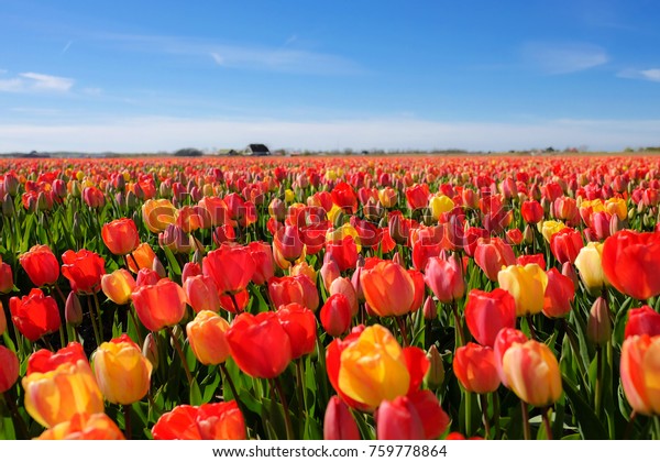 Красивое тюльпановое поле и голубое небо