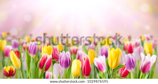 Яркие тюльпаны и солнце
