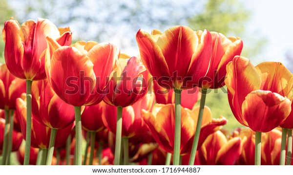Красные раскрывшиеся тюльпаны