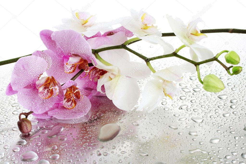 Орхидея в каплях воды