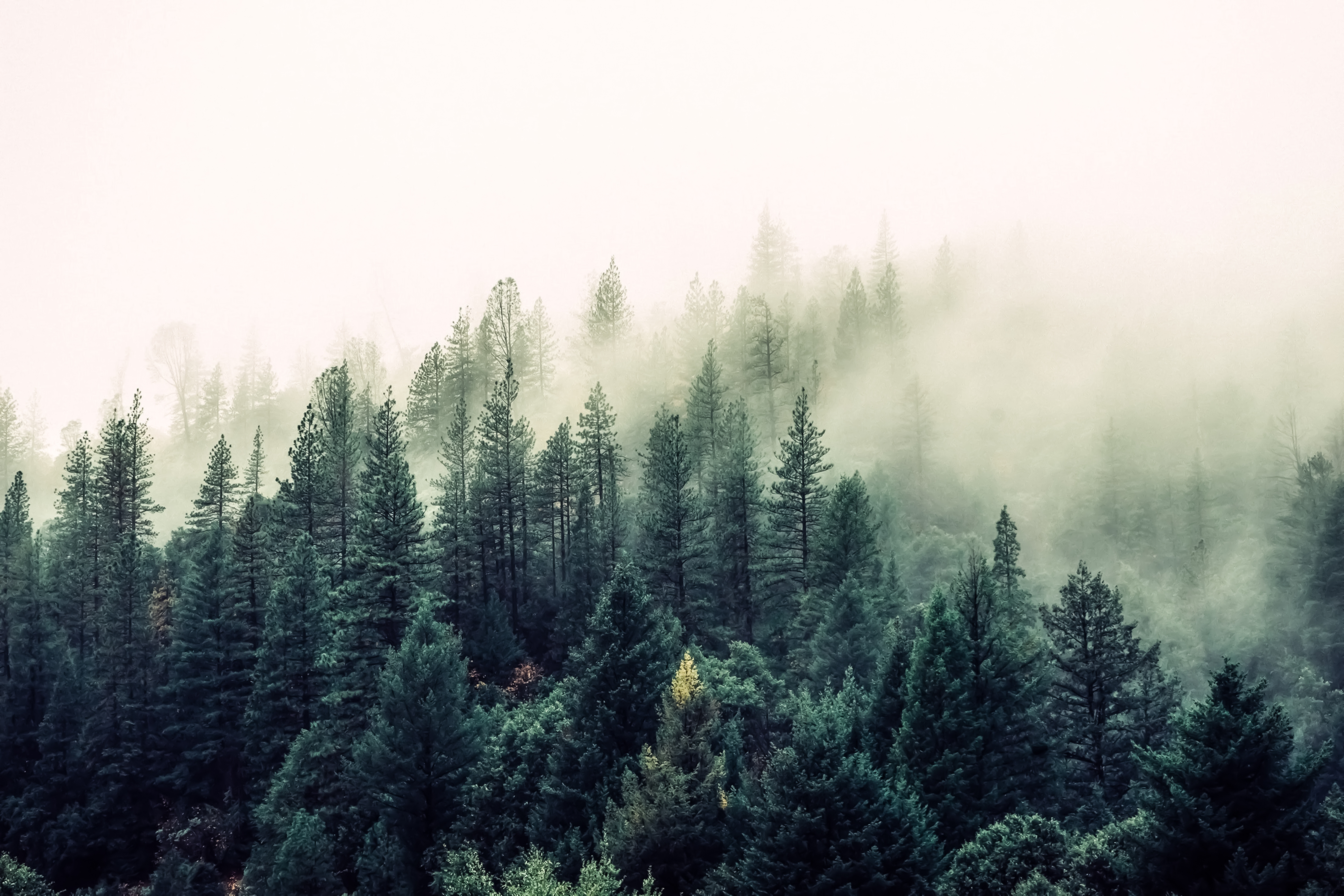 Хвойный воздух. Лес в тумане. Хвойный лес в тумане. Nevfyyaq KTC. Сосновый лес в тумане.