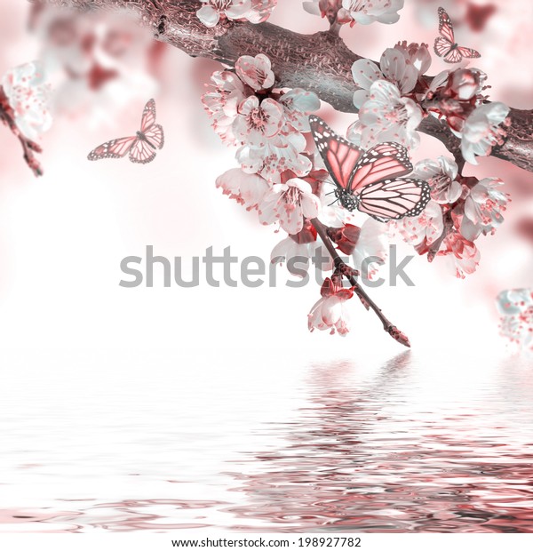 Ветка сакуры и бабочки в отражении воды