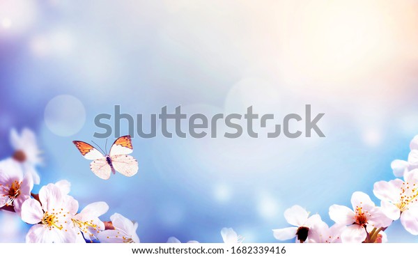 Цветы сакуры на голубом фоне