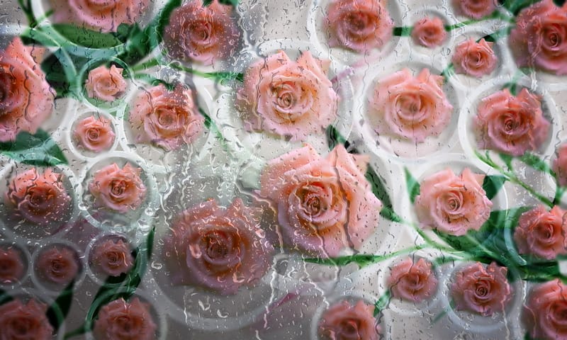 Розовые розы и капли воды