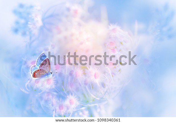 Нежная бабочка на белом цветке