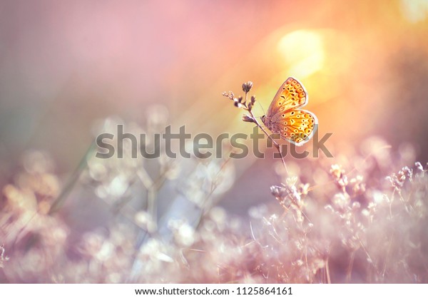 Бабочка в отражении света