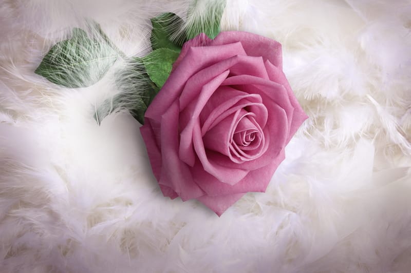 3Д розовая роза на перьях
