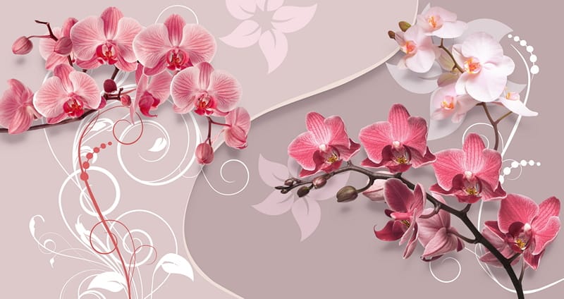3Д розовые орхидеи на розовом фоне