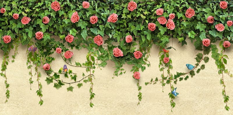 Кустовые розы на стене