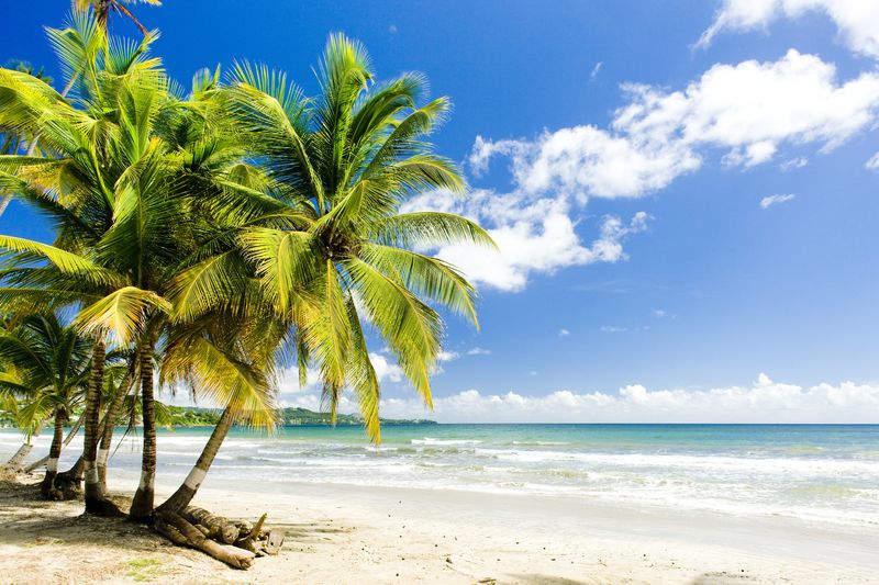 Песчаный пляж с пальмами