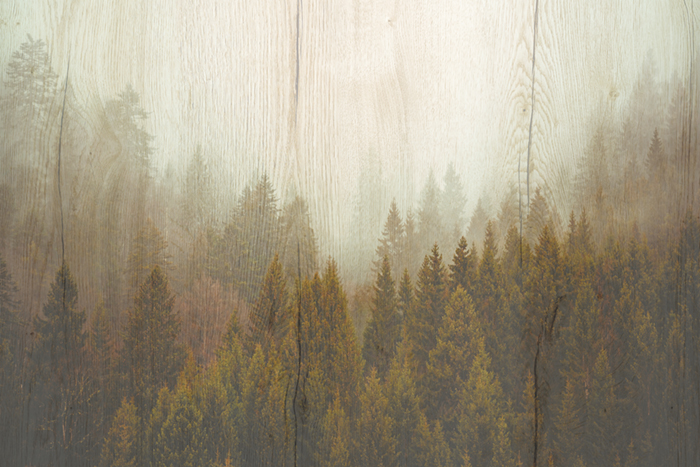 Туманный лес на деревянной фактуре