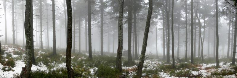 Панорамный вид туманного леса