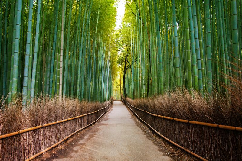 Дорожка в лесу среди бамбука