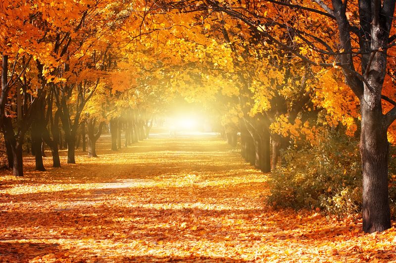Осенний лес с листвой на земле