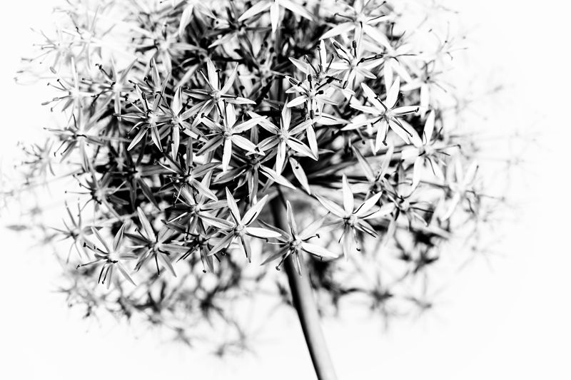 Черно-белый полевой цветок