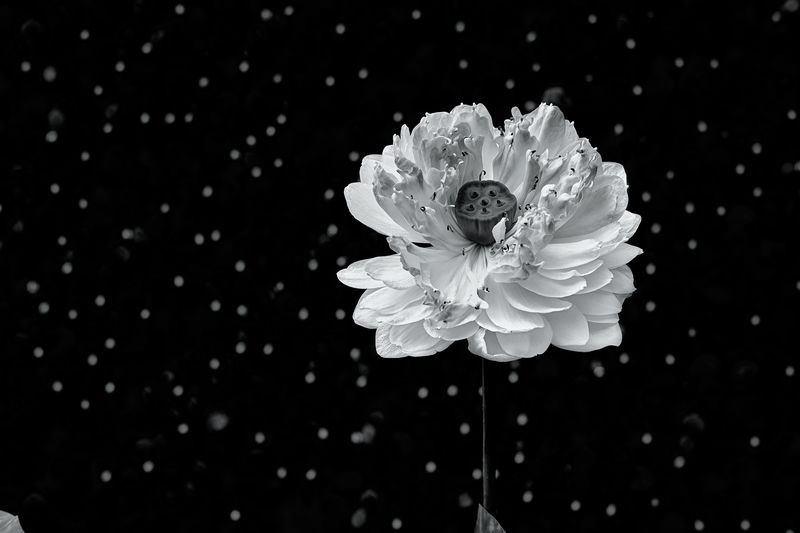 Белый цветок крупным планом на черном фоне