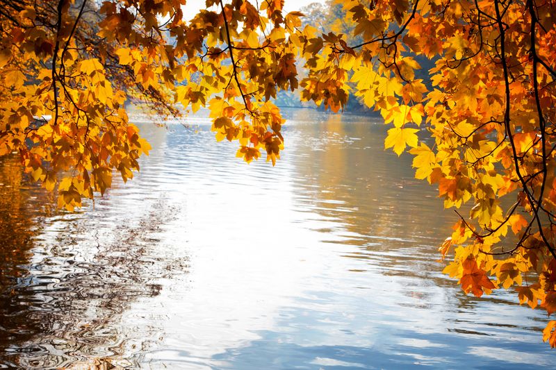 Желтый листья над водой